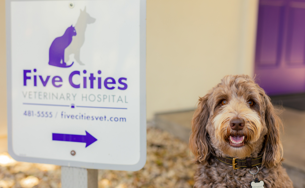 Welcome to Five Cities Veterinary Hospital