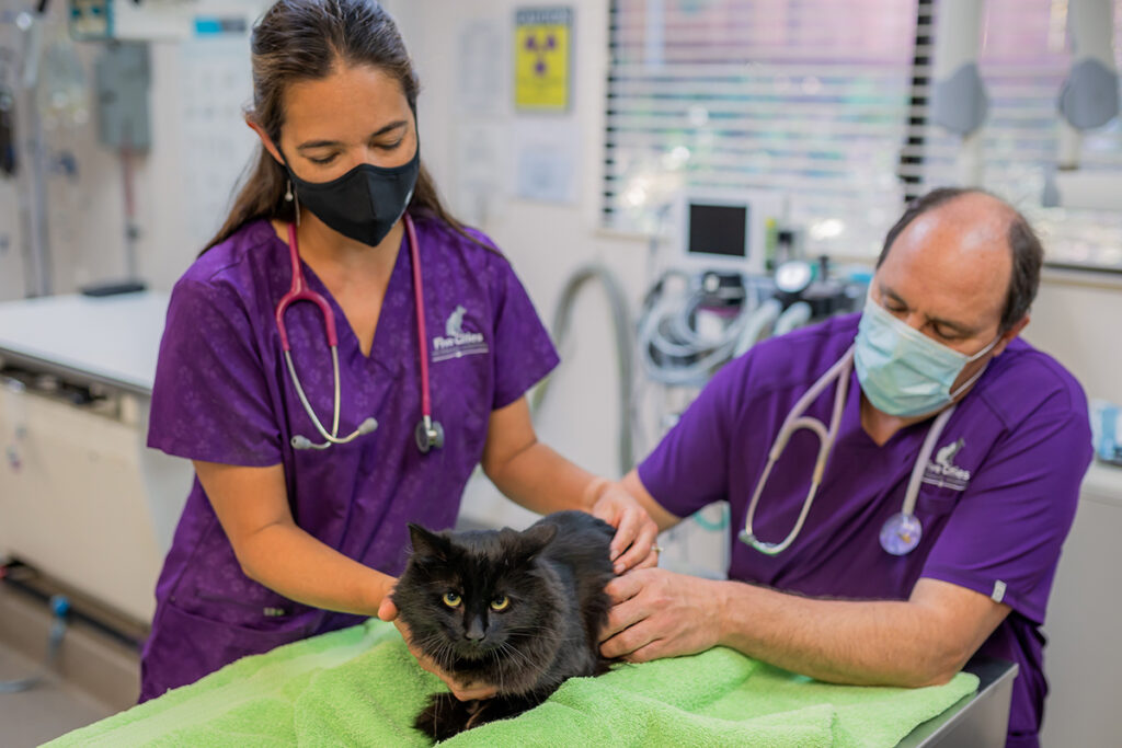 Dr. Kim and Dr. Gerrit with Cat